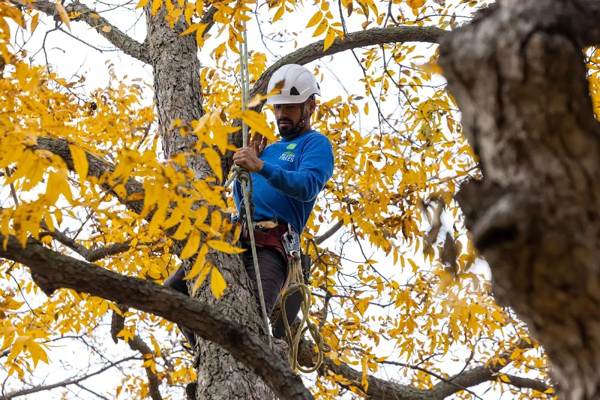 Skilled Tree Trimming crew working in Bancroft